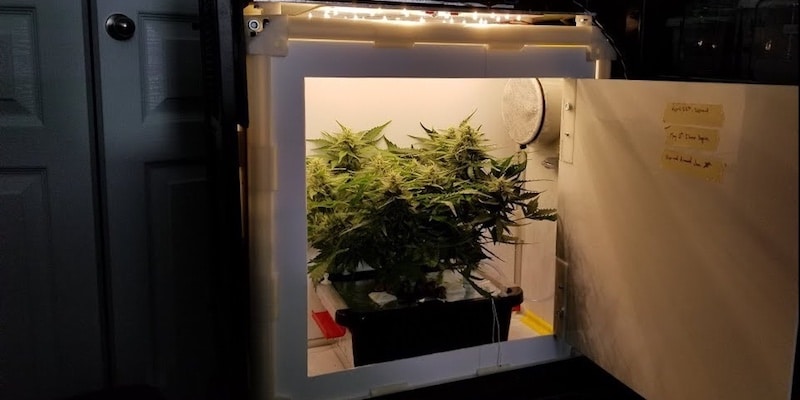 Micro-Cultivation Licences: Assessing Their Role in Canada’s Craft Cannabis Market