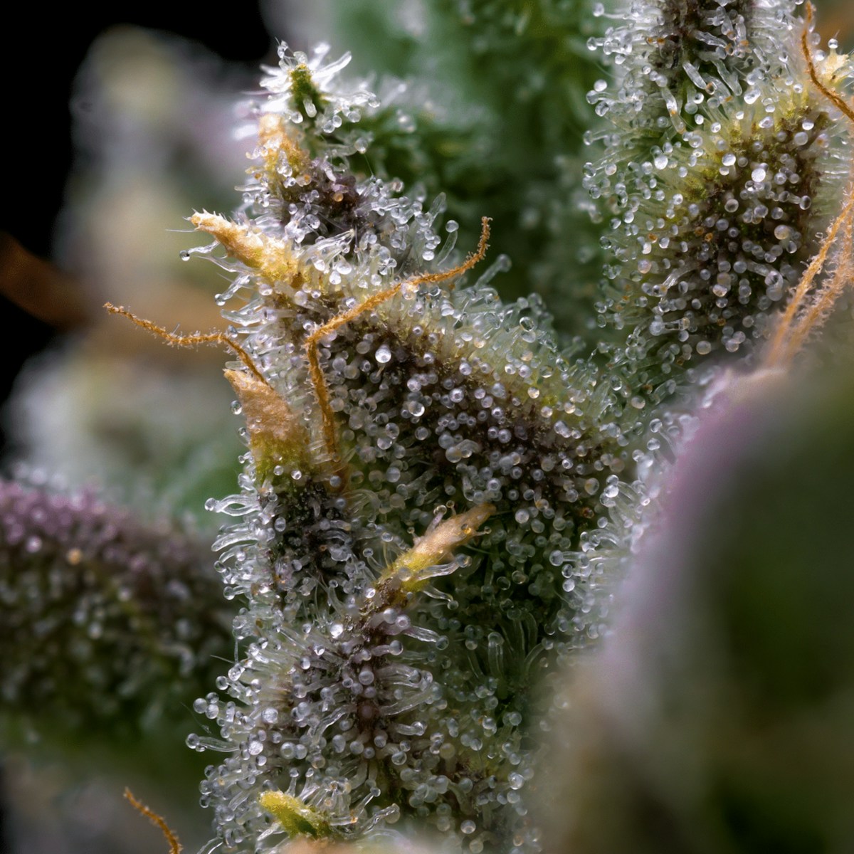 Privacy Concerns in Cannabis Purchase Data: An Analysis of Consumer Anonymity in Canada