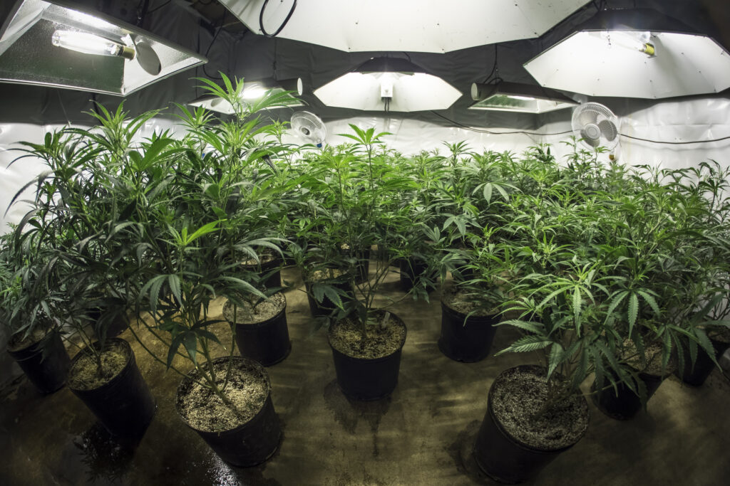 Cultivated cannabis plants in a research setting