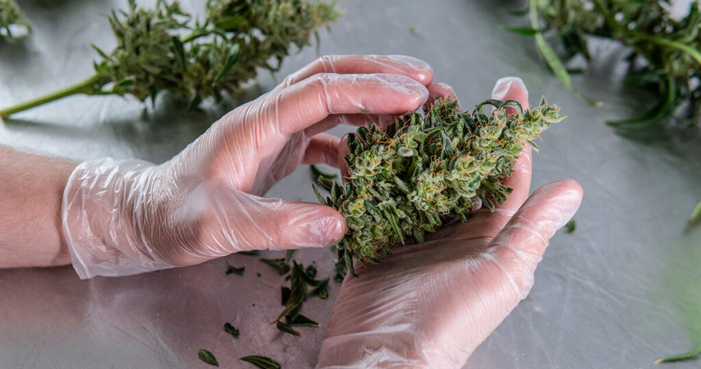 Hand-inspected dried cannabis flowers