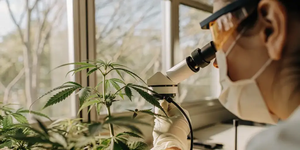 Close-up of a researcher studying a cannabis leaf
