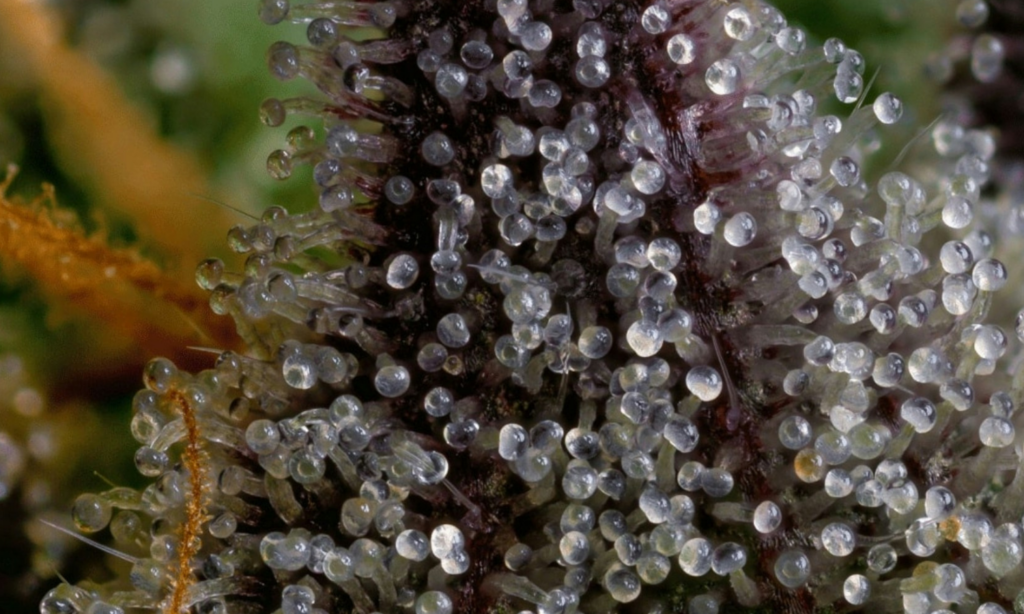 Extreme close-up of cannabis trichomes