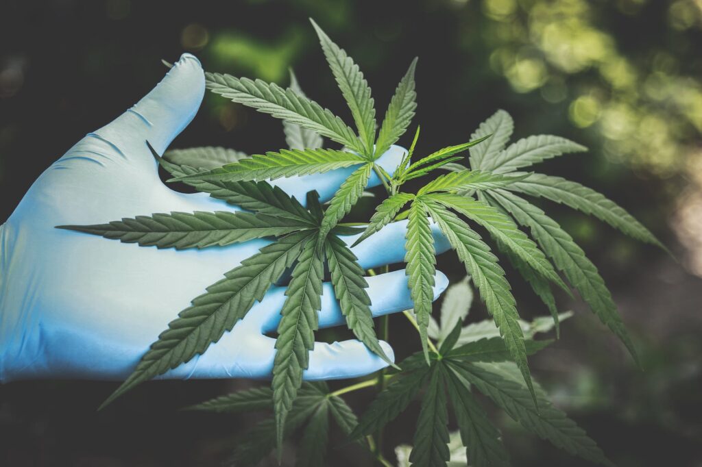 Hands researching international cannabis laws