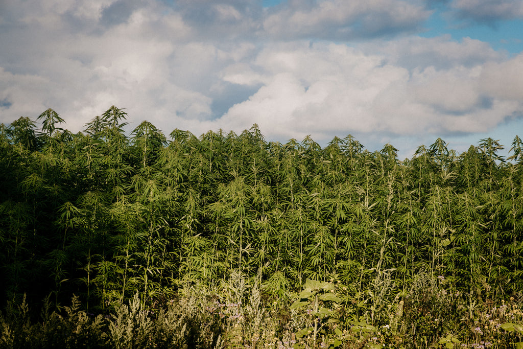 Expansive industrial hemp field