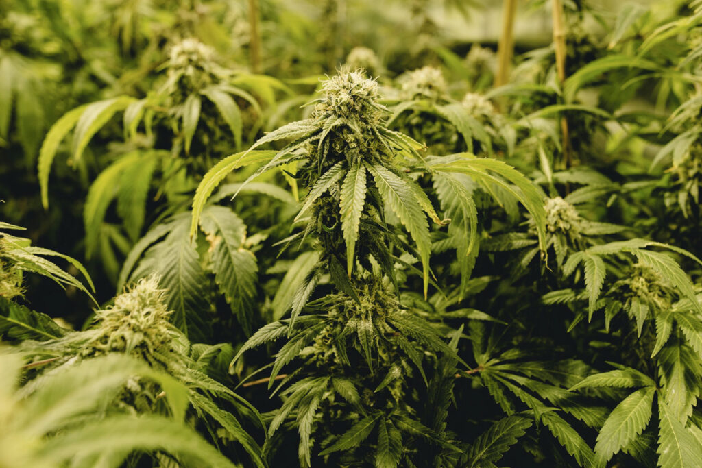Vertical Integration vs. Open Market: Saskatchewan’s Unique Distribution Model Analyzed