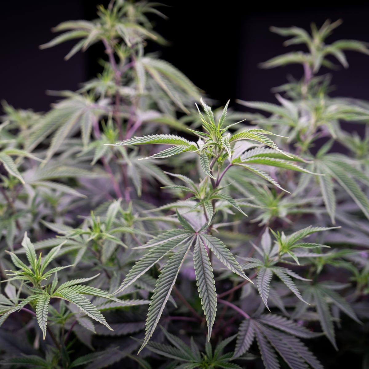 Cross-Border Commerce: Implications of Cannabis Legalization for US-Canada Trade