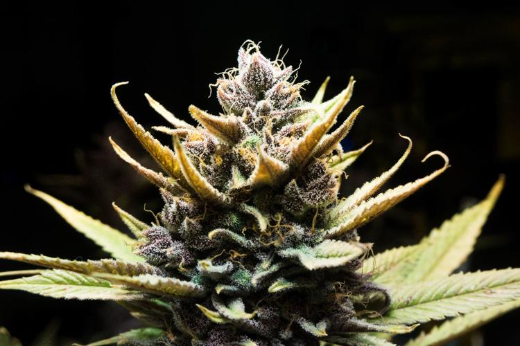 Future of Edibles and Concentrates: Anticipated Regulatory Shifts in Health Canada Policy